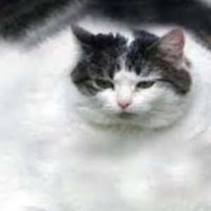 Meet your Posher, Macey